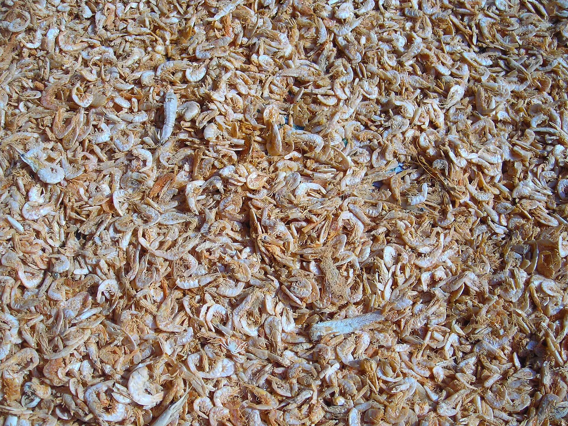 กุ้งเสียบ/กุ้งแห้งมหาชัย