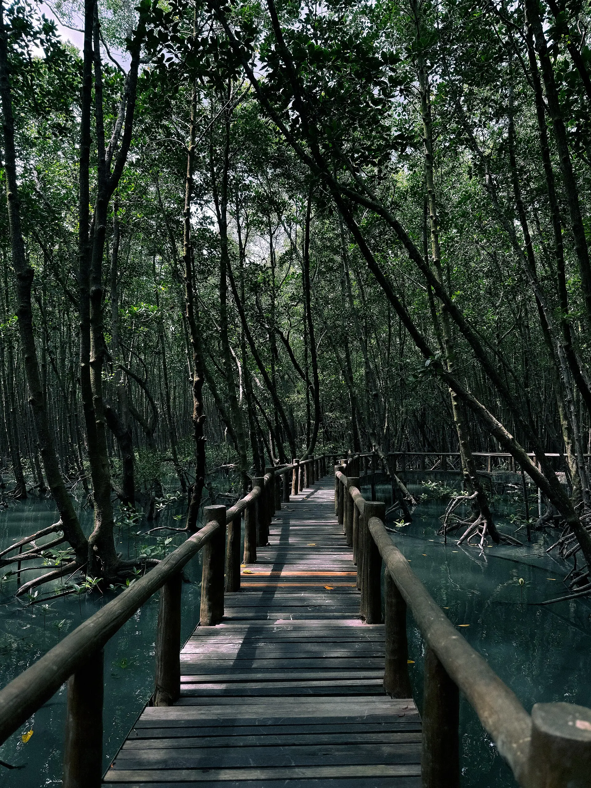 ป่าชายเลนโคกขาม